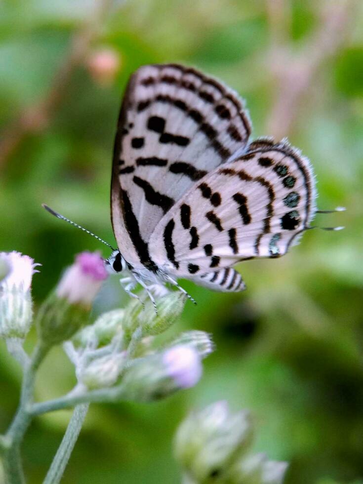 hermosa floreciente flor foto