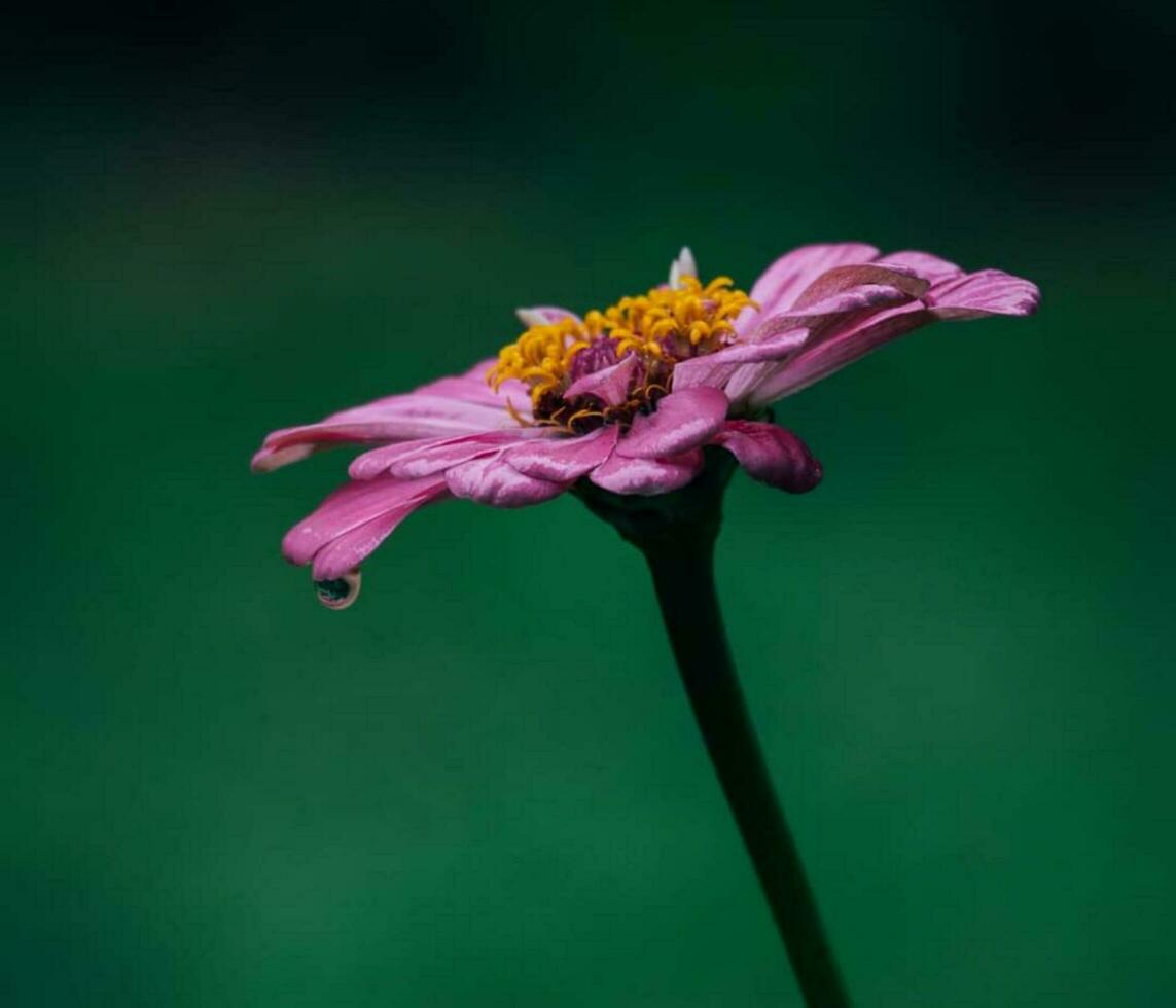 Beautiful blooming flower photo