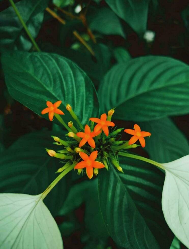 Blooming flower in nature photo