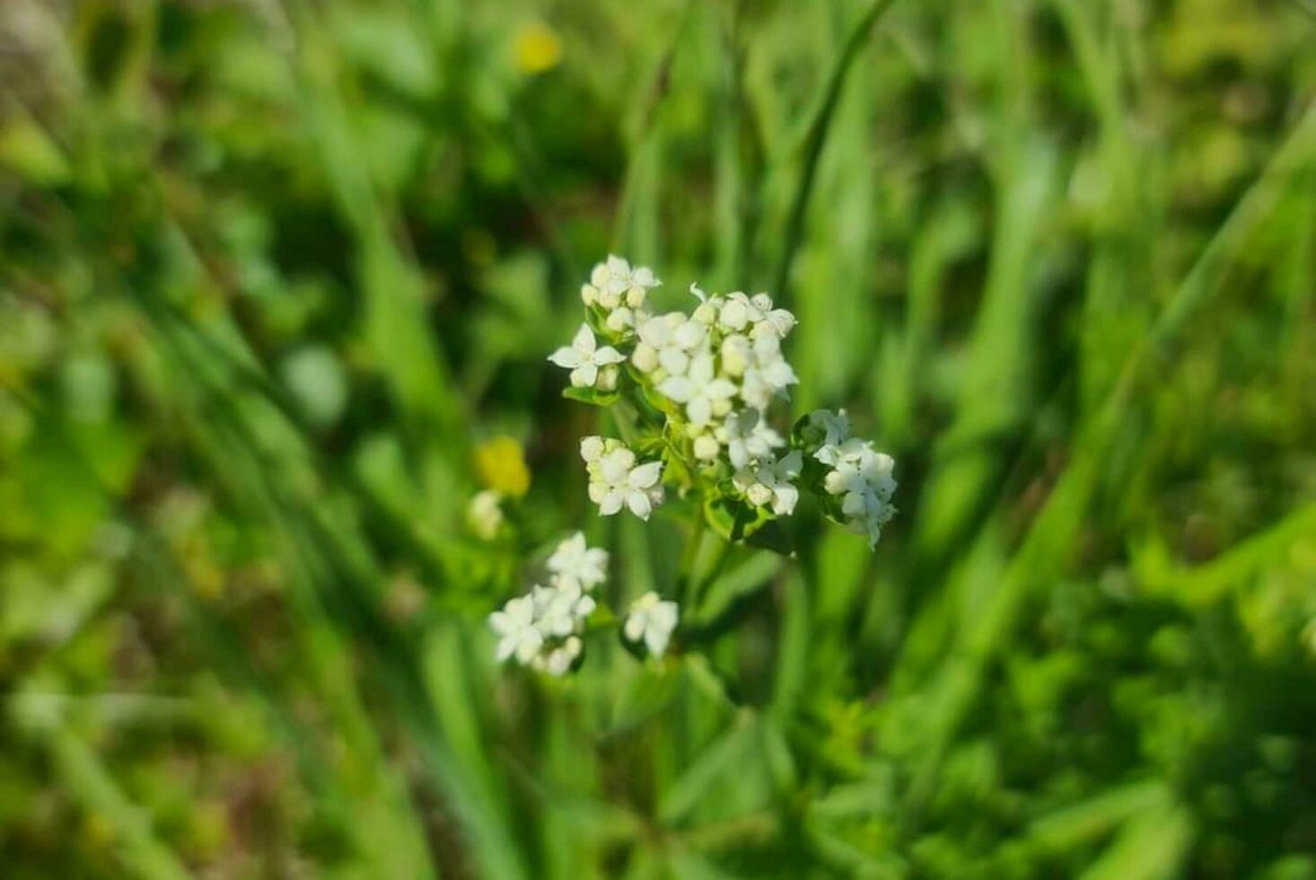 hermosa floreciente flor foto