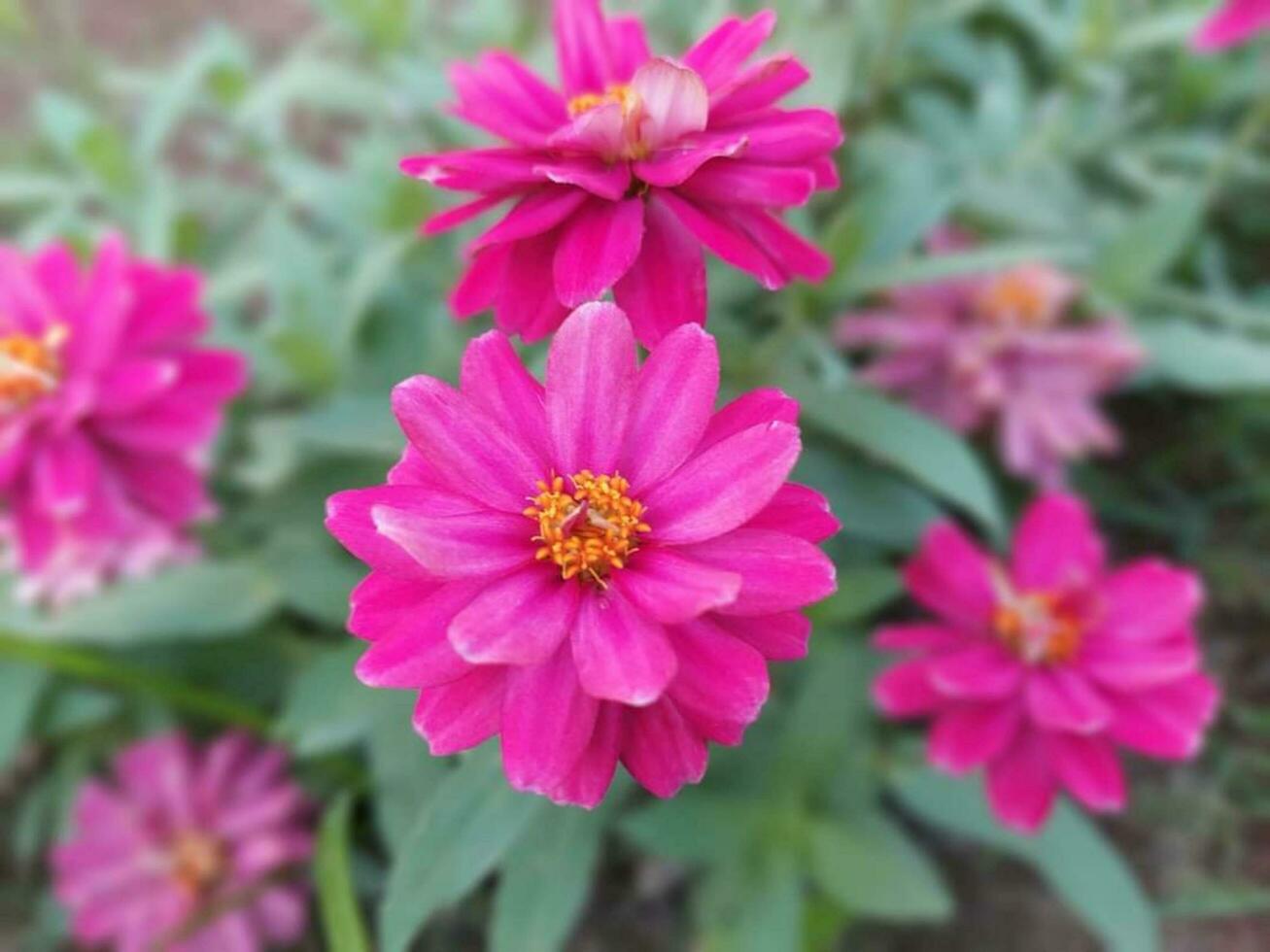 Beautiful blooming flower photo