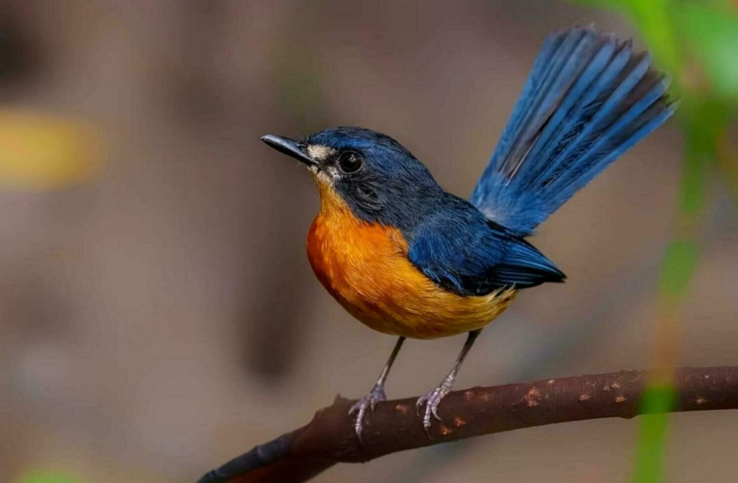 Bird sitting on a tree photo