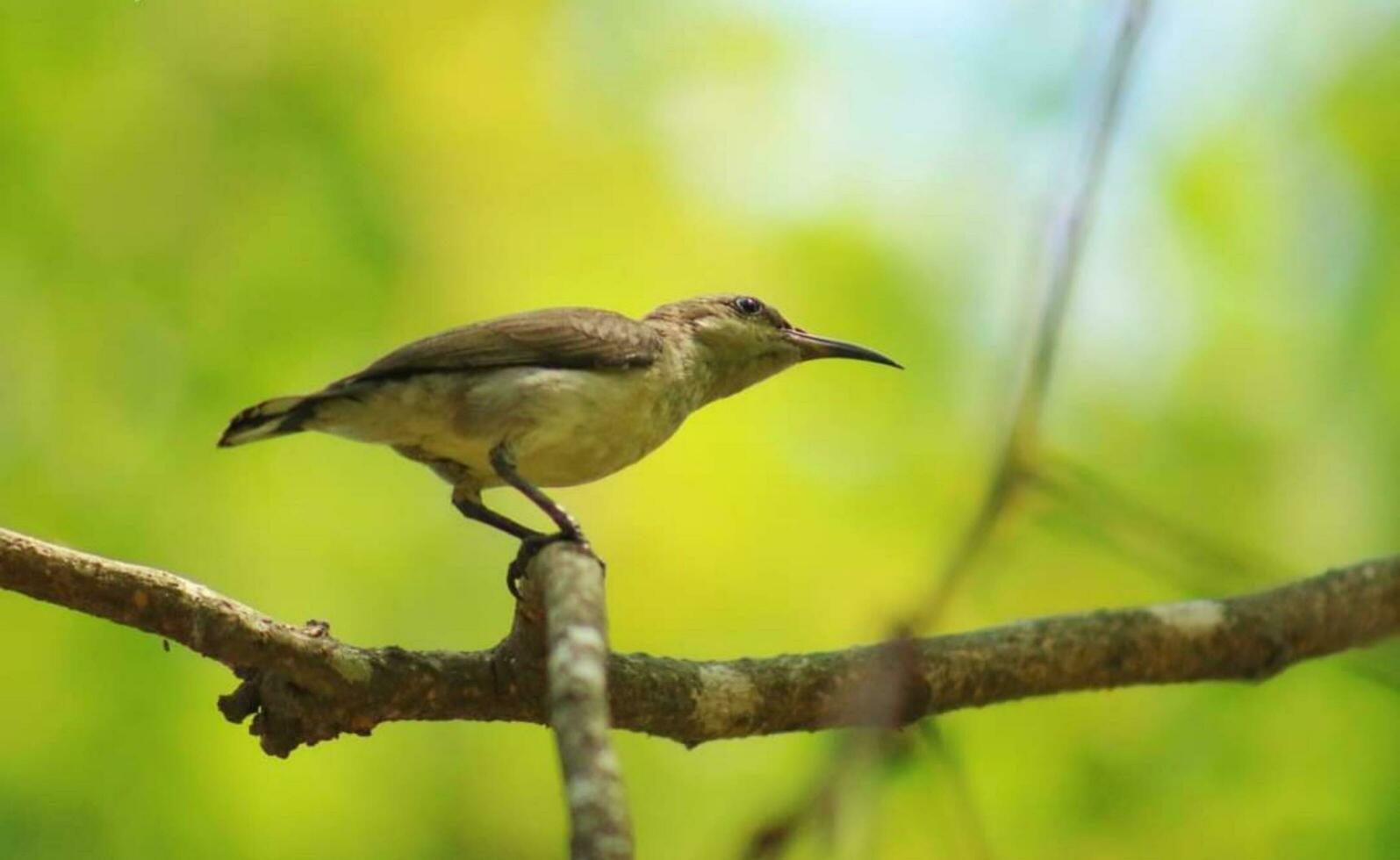 Bird sitting on a tree photo