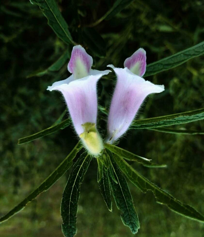 Beautiful blooming flower photo