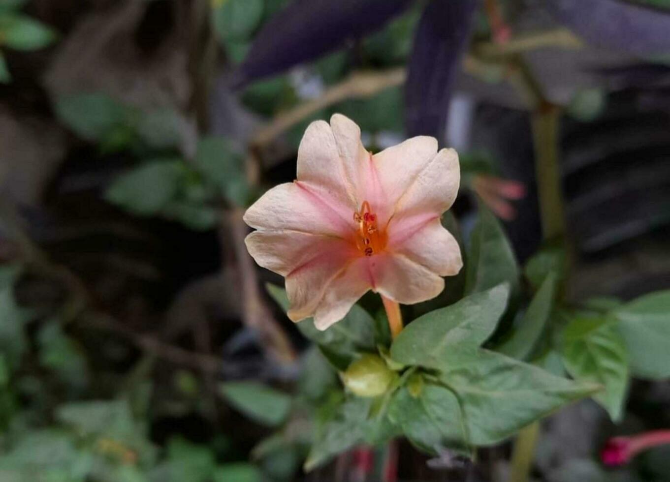 hermosa floreciente flor foto