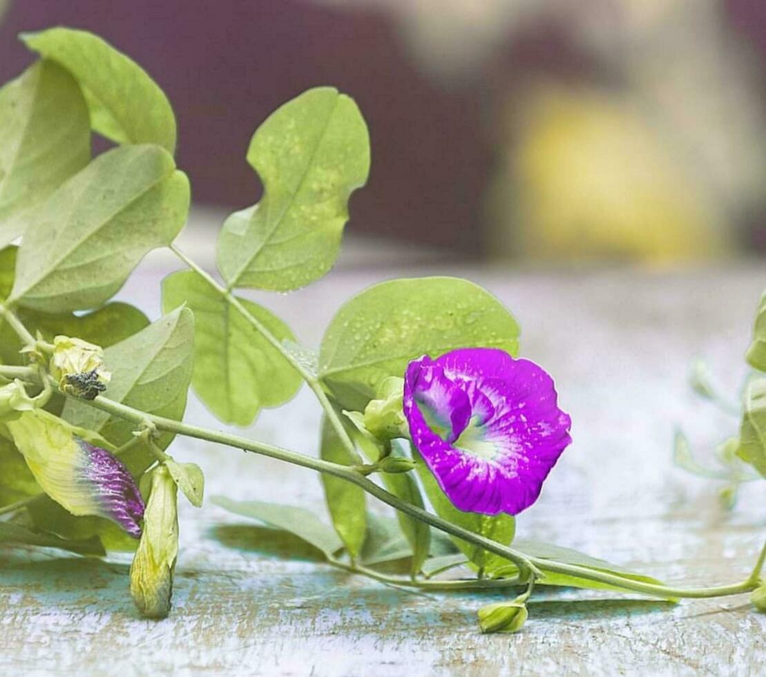 hermosa floreciente flor foto