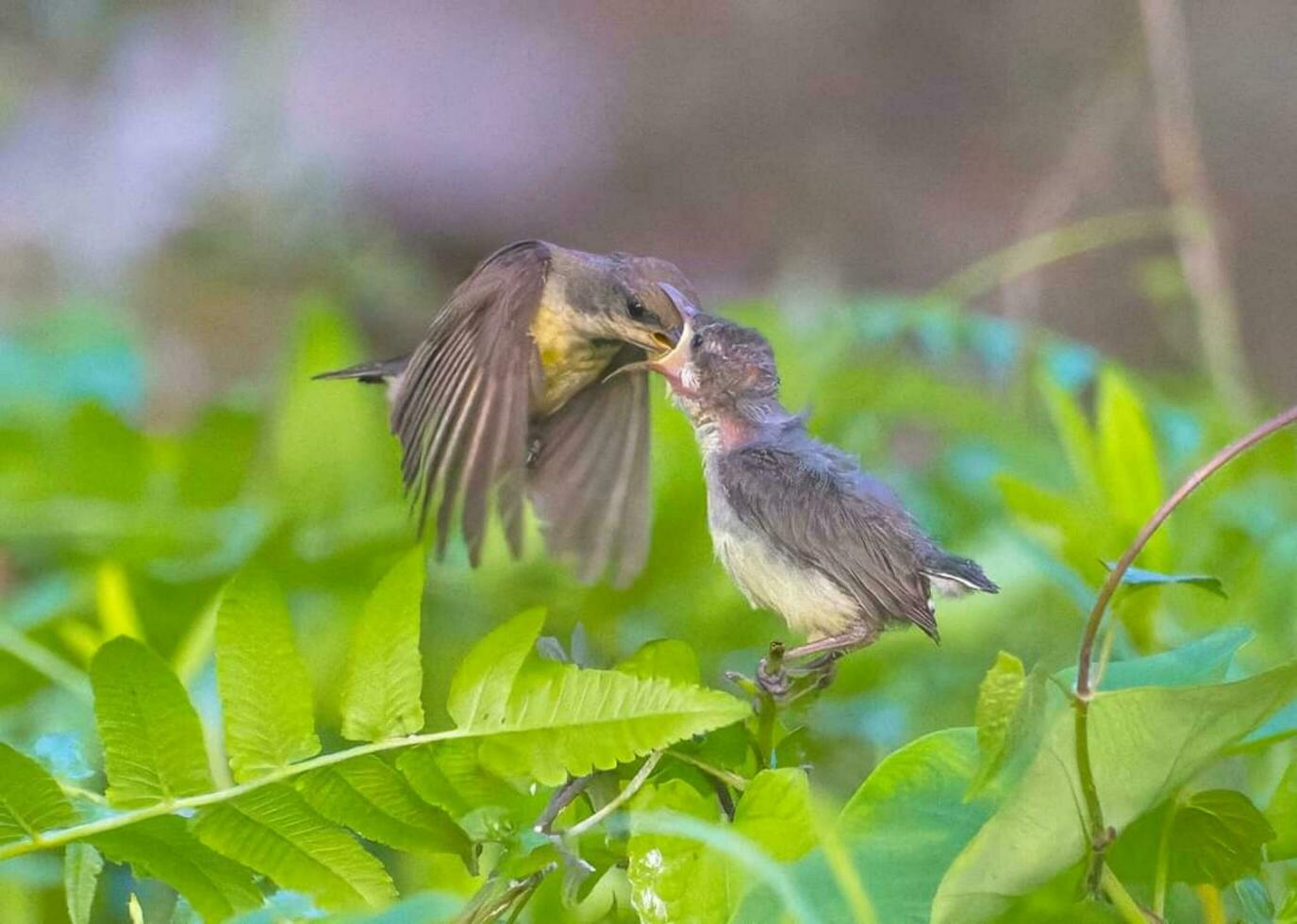 Beautiful bird Setting  on a branch photo