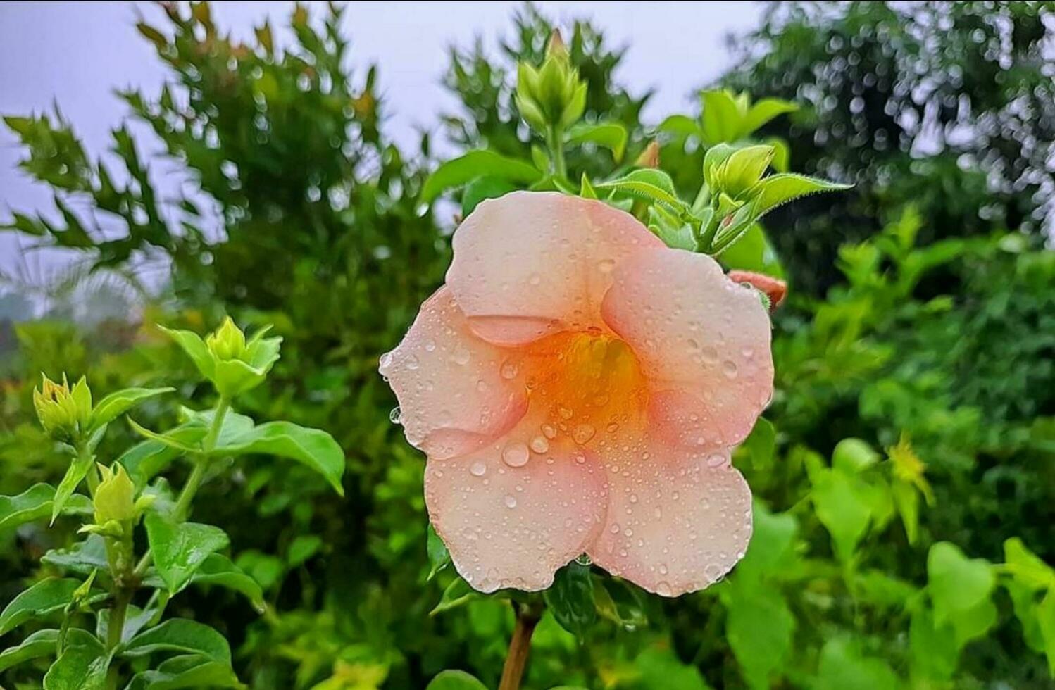 Blooming flower in nature photo