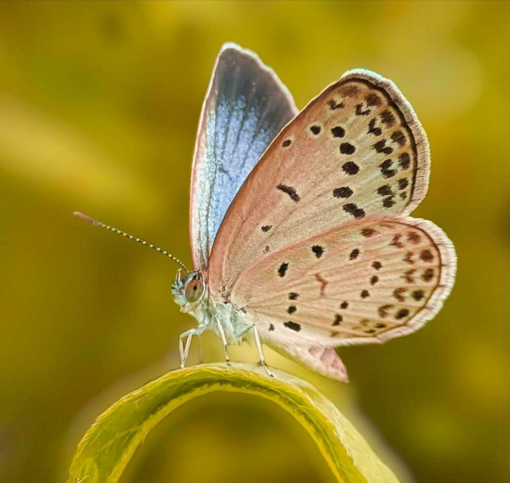 Beautiful flying butterfly photo