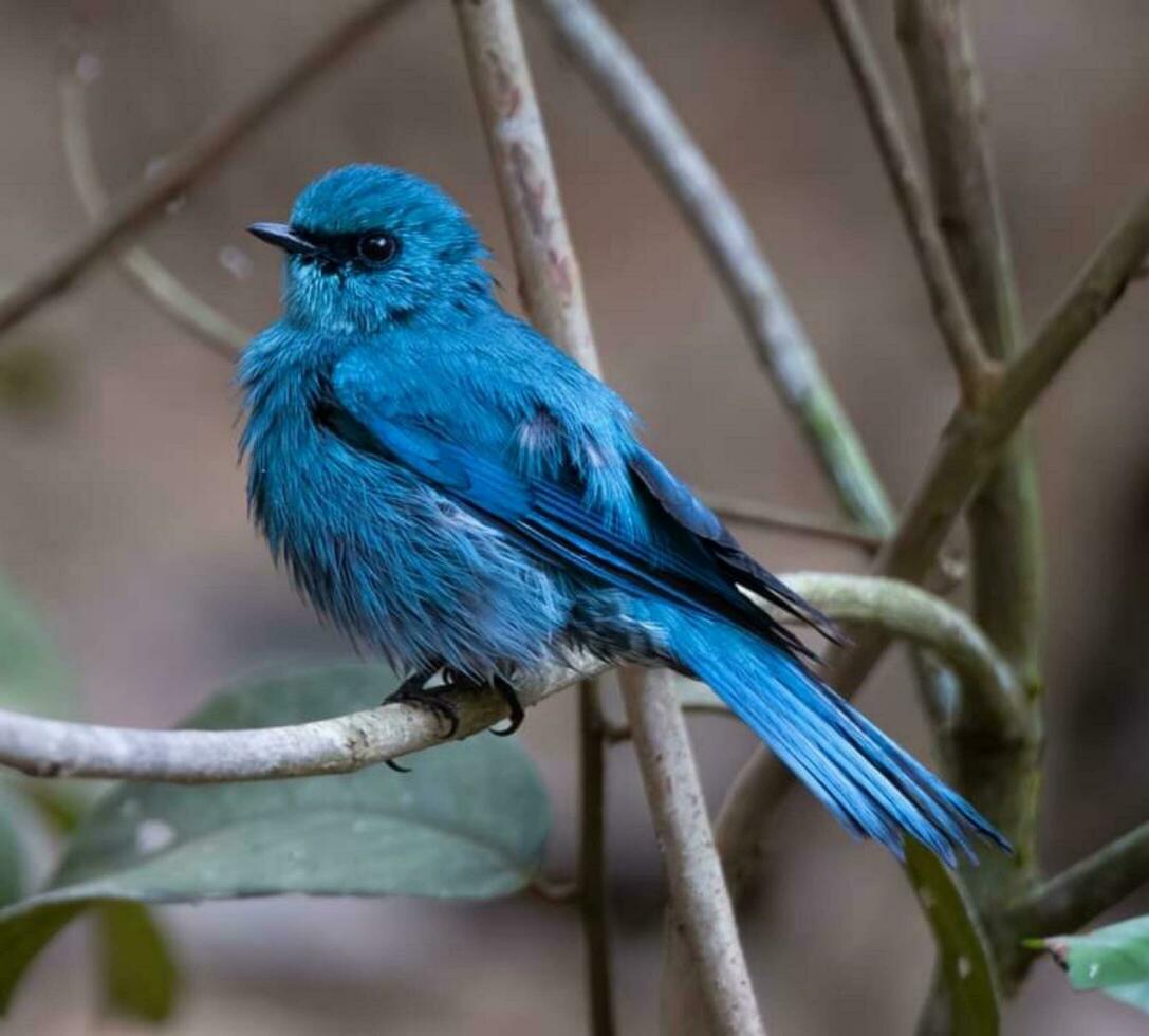 Beautiful bird Setting  on a branch photo