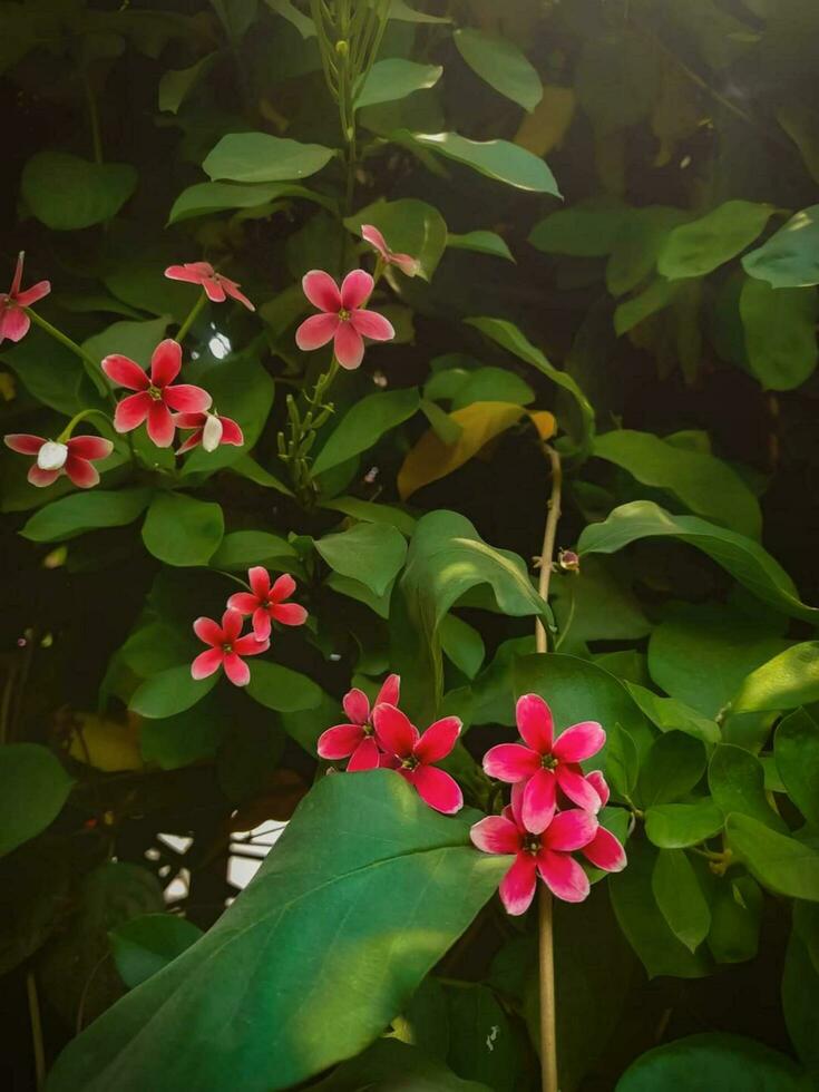 hermosa floreciente flor foto