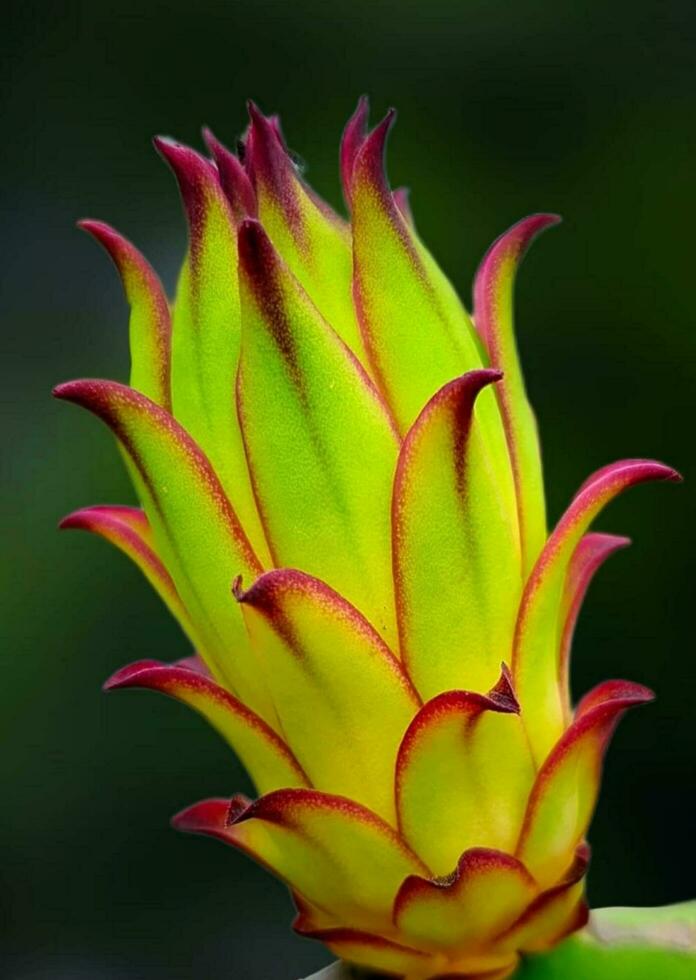 Blooming flower in nature photo