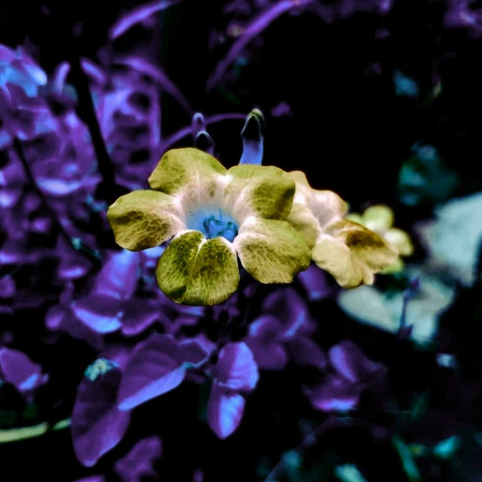 hermosa floreciente flor en el jardín foto