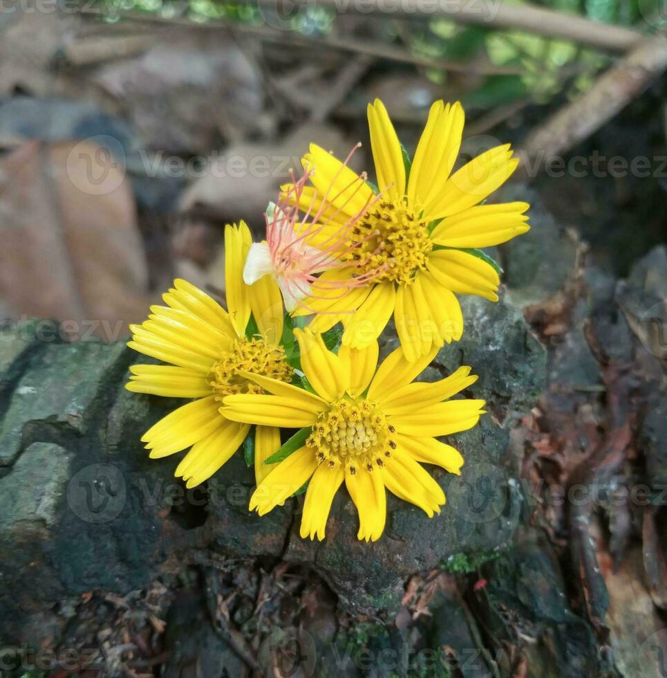 blooming flower nature photo