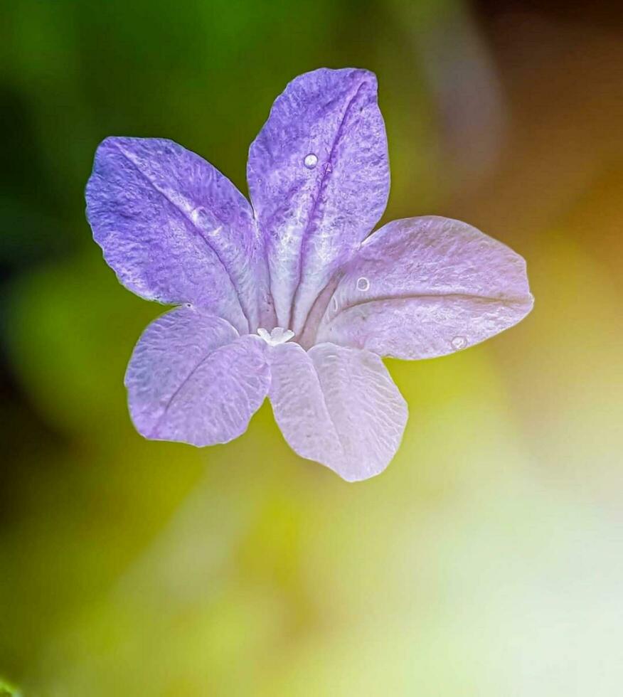 Blooming flower in nature photo