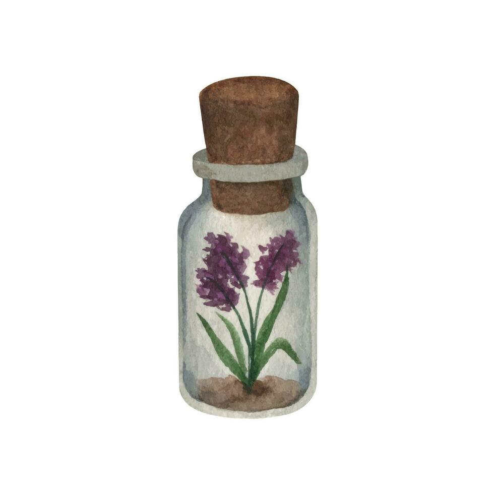Glass small jar with village provence lavender and cork cover. Hand drawn watercolor clipart vector