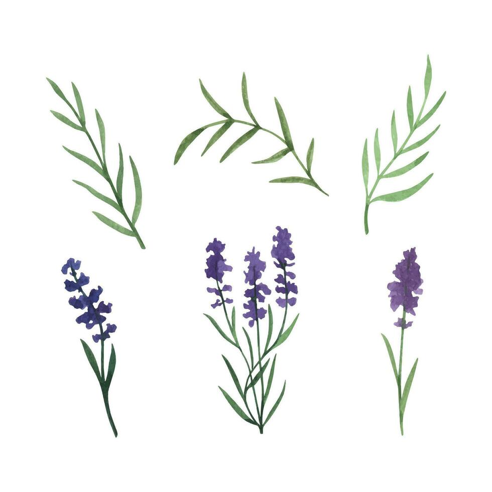 Provence lavender flowers and leaves. Hand drawn summer herb watercolor clipart vector