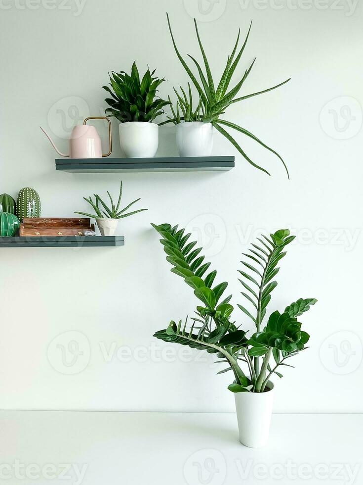 Zamioculcas in white pot on white background. Shelves on wall with plants photo