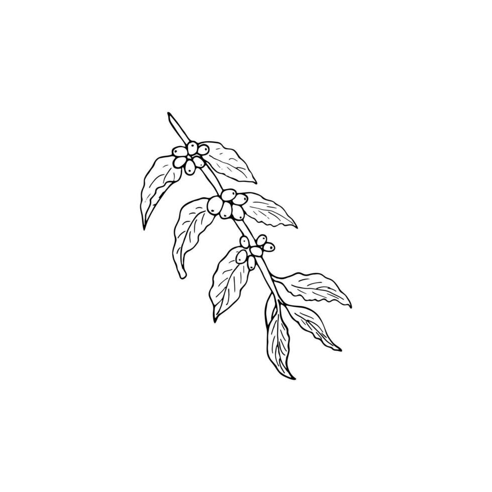Branch of coffee tree with berries and leaves vector