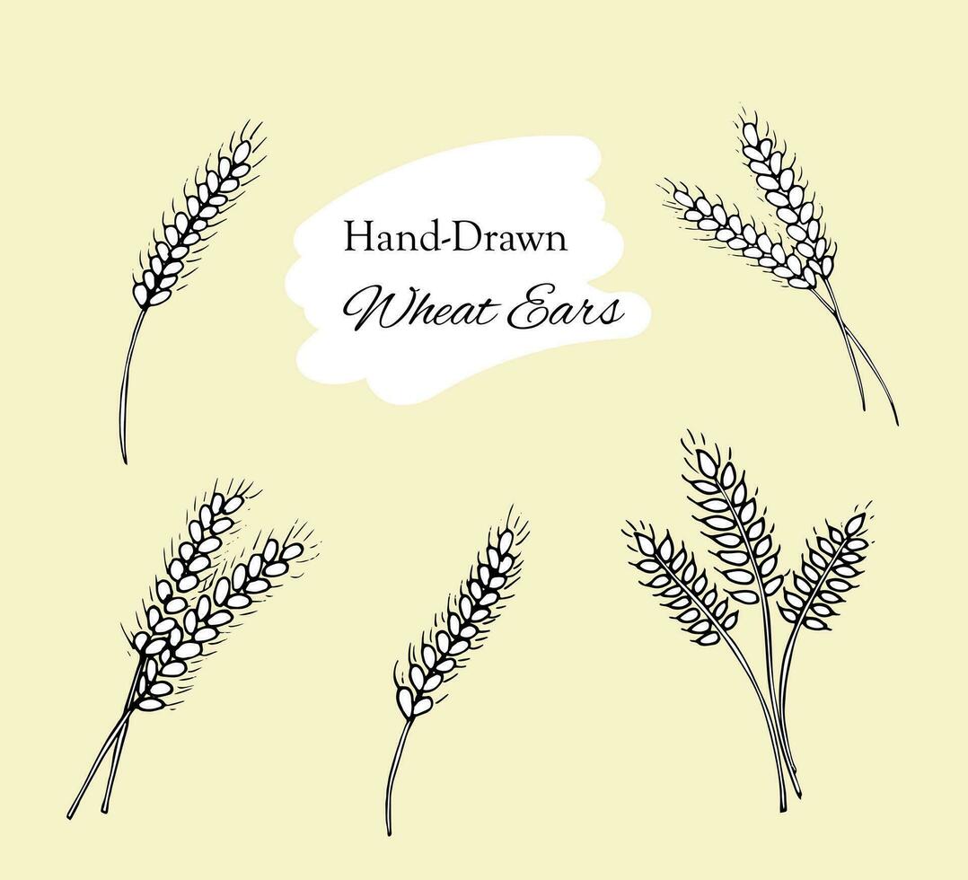 Set of Ears of wheat isolated on white background. Harvest of agriculture, organic farming, healthy food element. Bakery design element Hand drawn vector illustration.