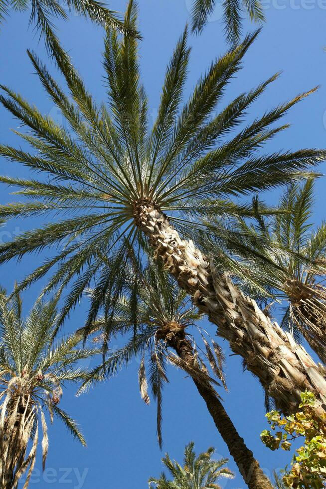 Palm tree crown photo