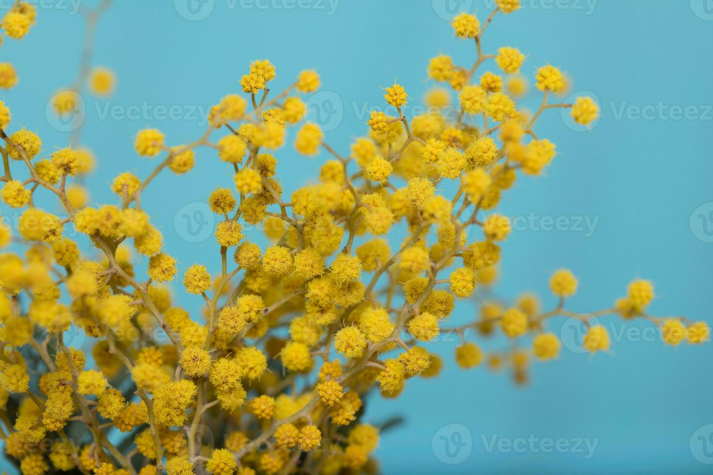 Mimosa flowers on a wooden surface. photo