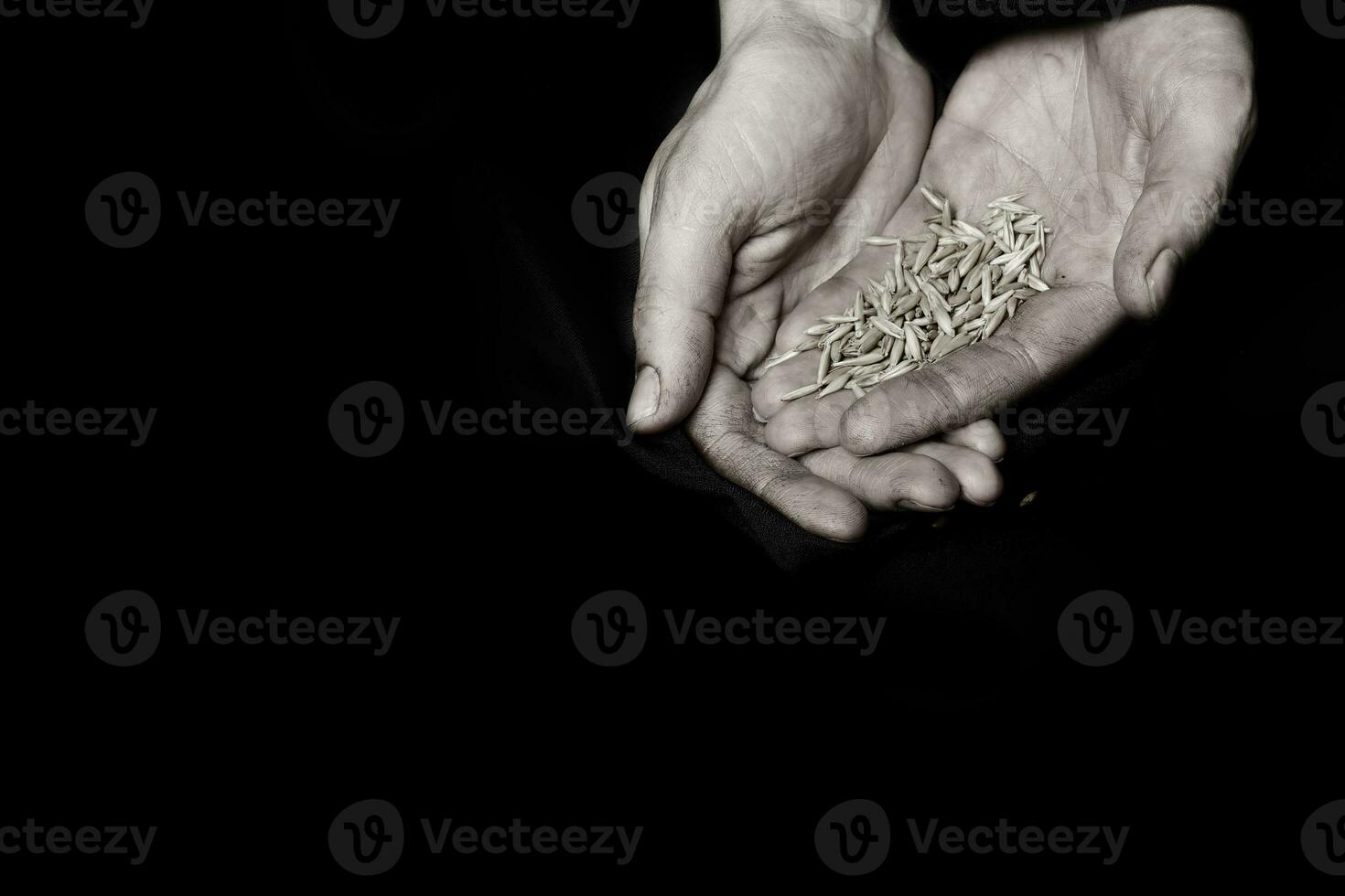 Palm of a peasant woman with oat grains on a black fabric. photo