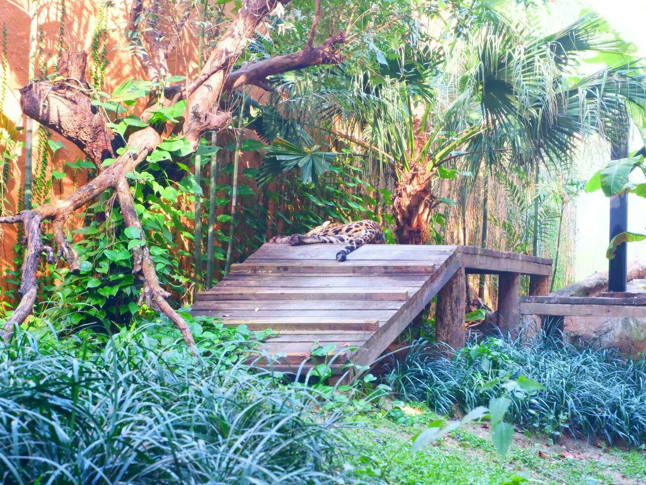 Lazy day of the cheetah photo