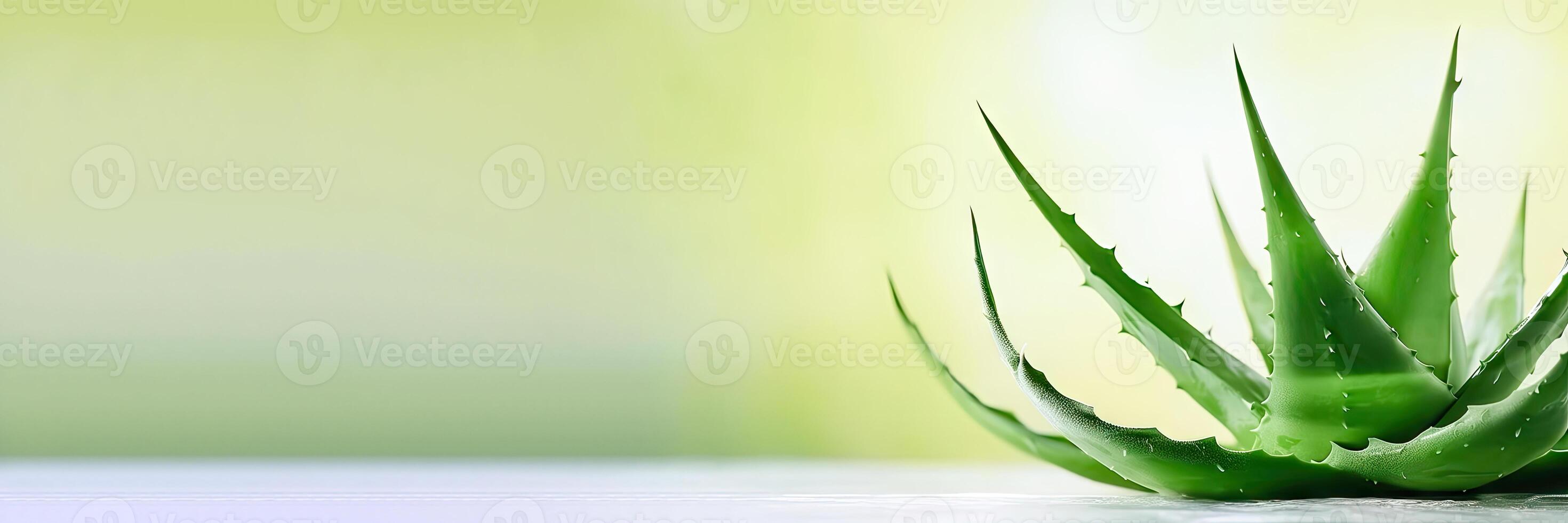 Green Oasis - Aloe Leaves and Juice for Cosmetics Marketing - photo