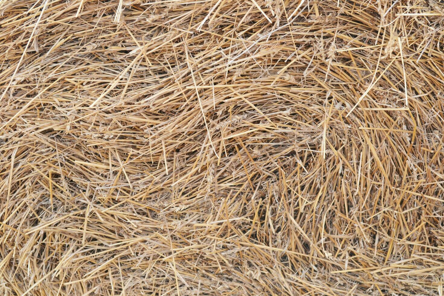 straw background texture, straw, dry grass, dried straw after harvest
