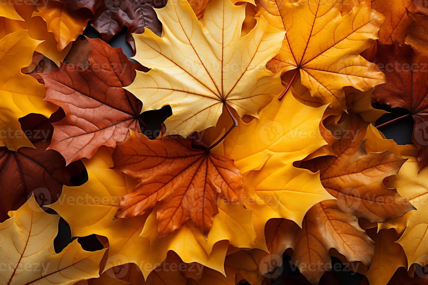 A picturesque scene as yellow and red maple leaves softly tumble down photo
