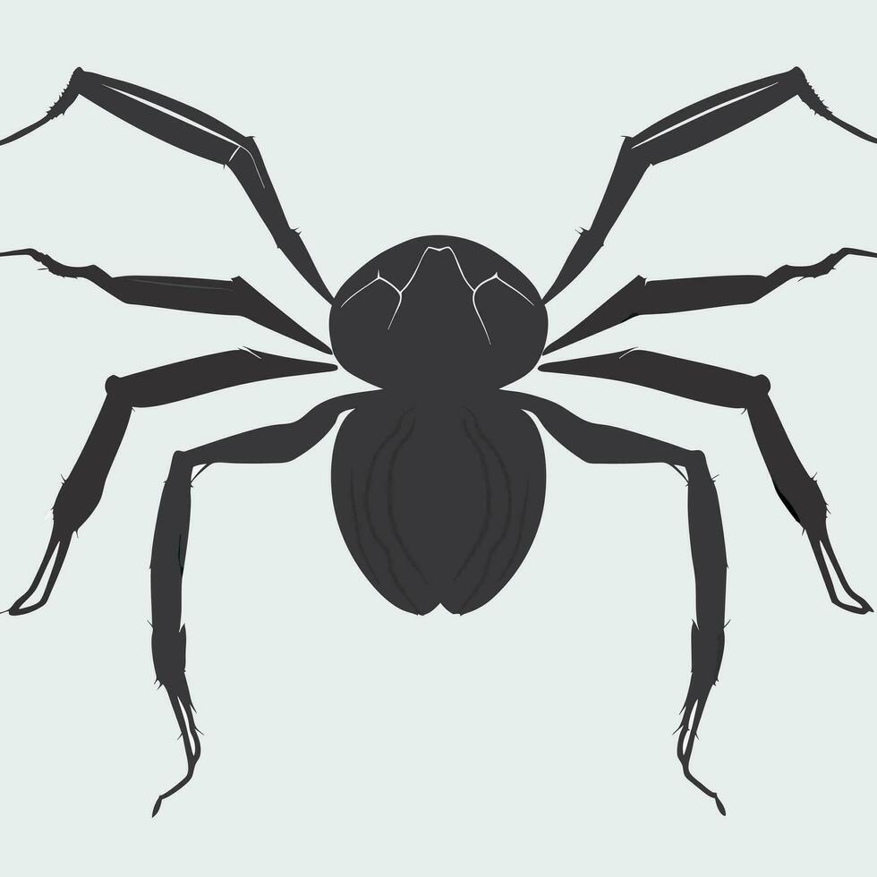 top view of the back of a fat black 8 legged spider, vector illustration line art