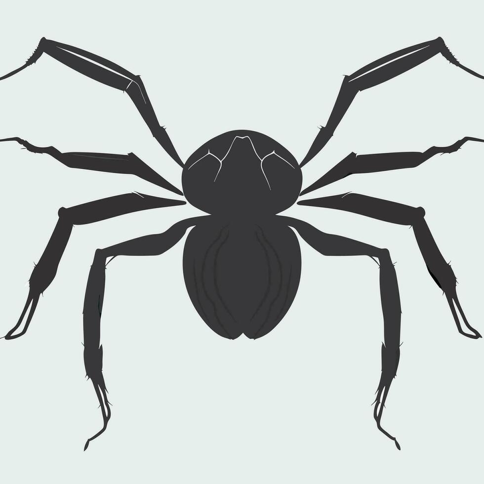top view of the back of a fat black 8 legged spider, vector illustration line art