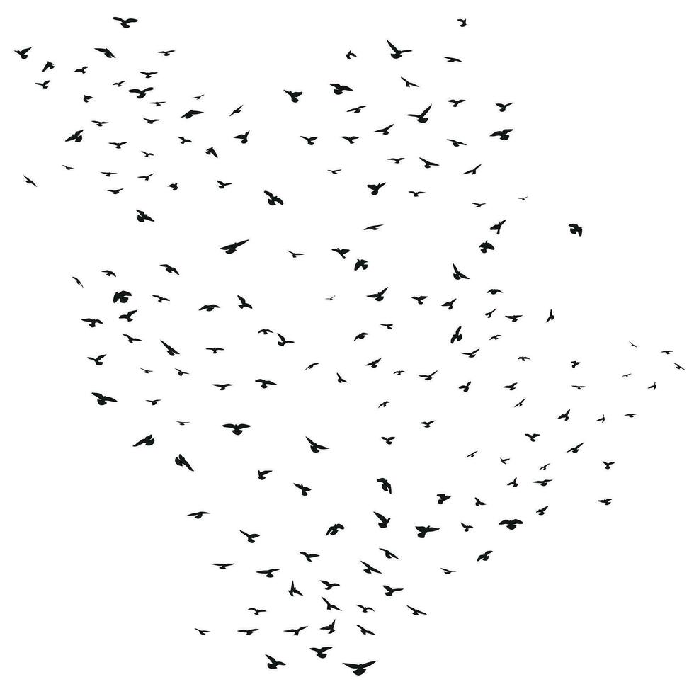 Sketch drawing of a silhouette of a flock of birds flying forward, cling together. Takeoff, flying, flight, flutter, hover, soaring, landing vector