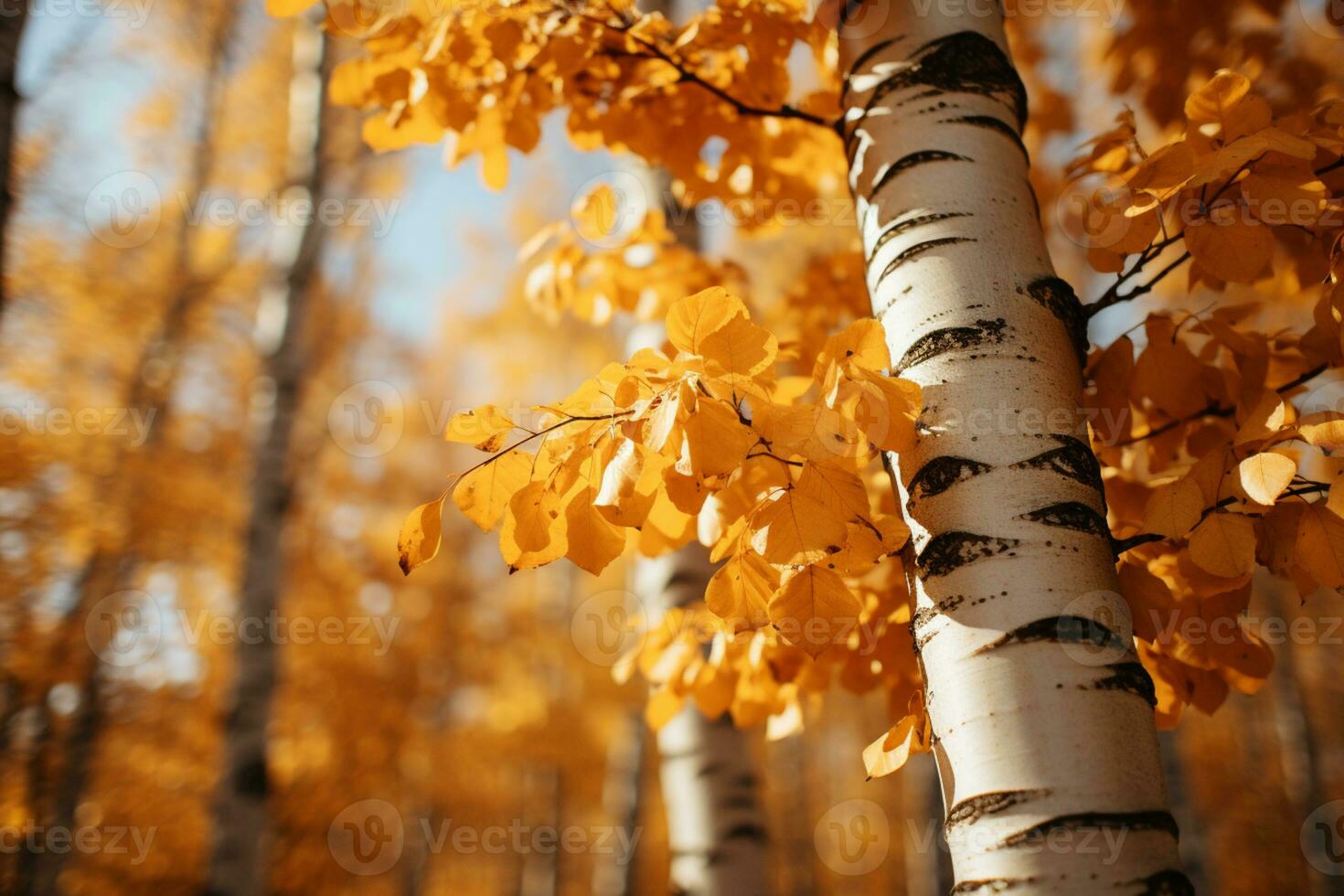 un soleado tarde ilumina el dorado abedul bosque en otoño ai generado foto