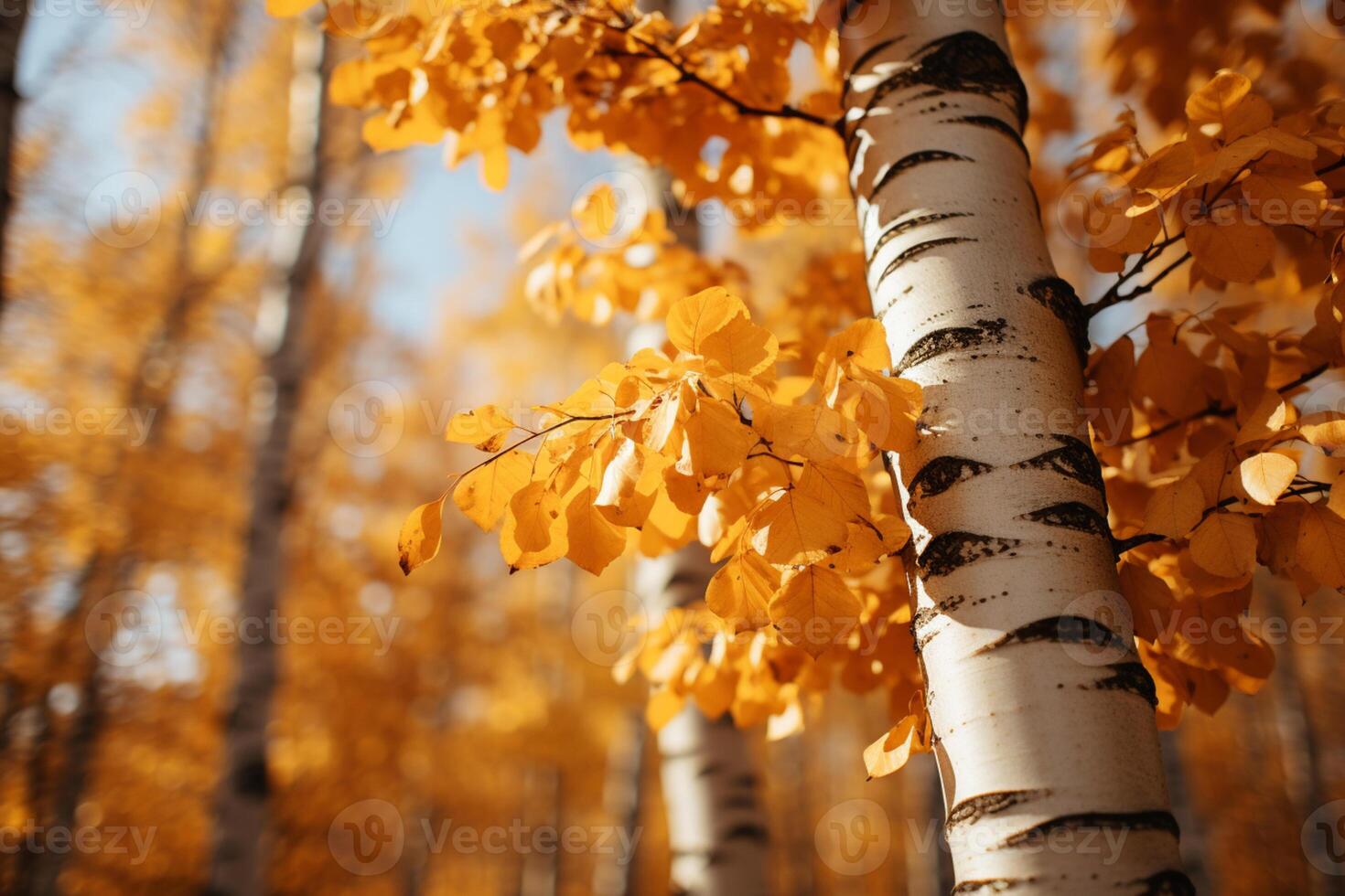 A sunny afternoon illuminates the golden birch forest in autumn photo