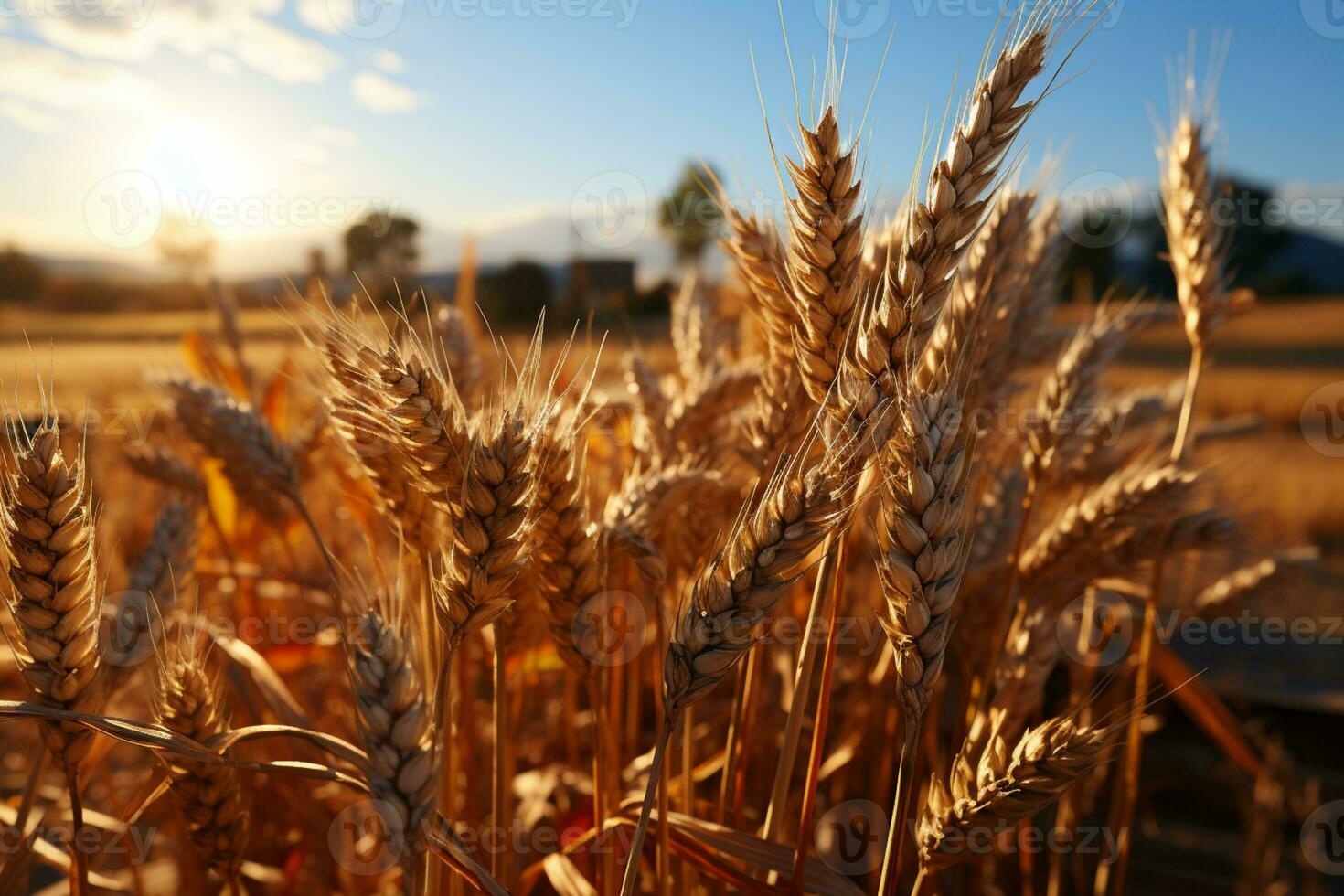 A breathtaking farm scene reveals a golden cereal field, alive with wheat AI Generated photo