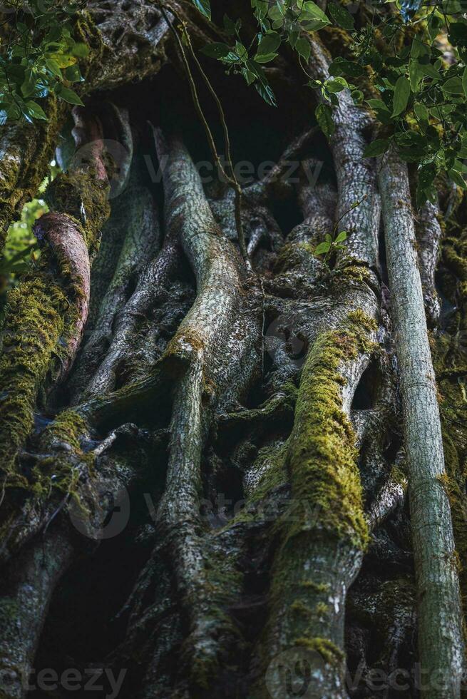 Close up of huge tree trunk growing in forest photo