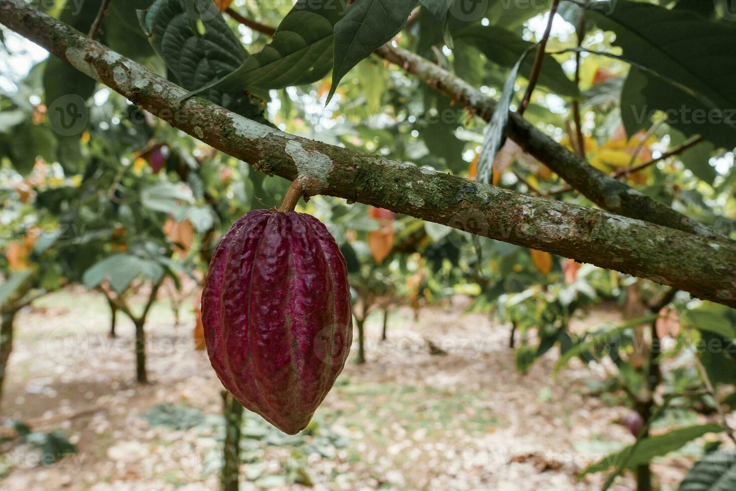 Red cocoa bean on the tree in Costa Rica photo