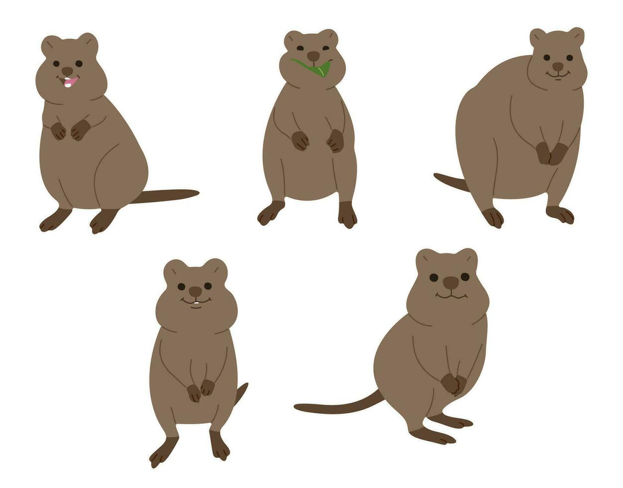 quokka grupo linda vector