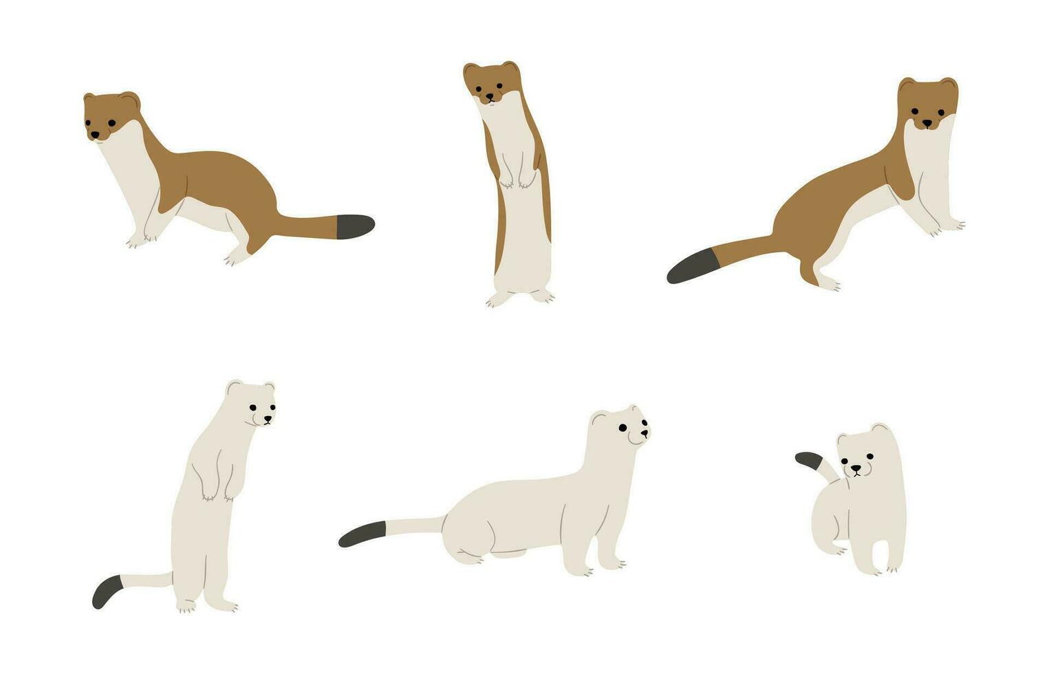 Stoats,ermine and weasels group vector