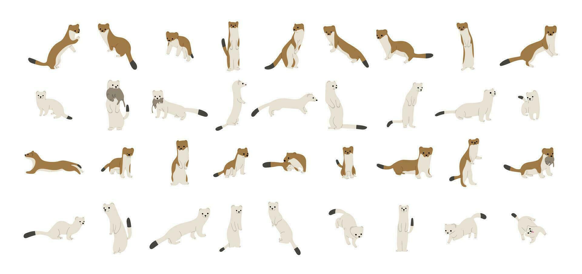 Stoats,ermine and weasels collection vector