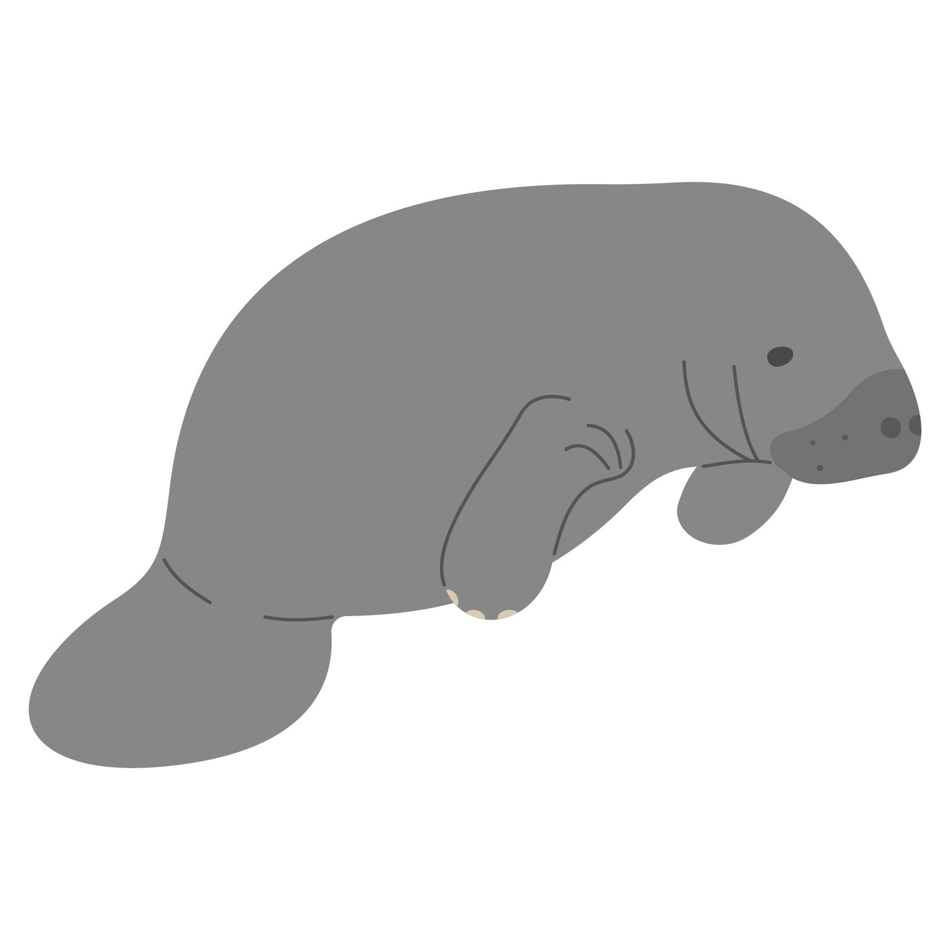 Manatee Single cute 26179121 Vector Art at Vecteezy