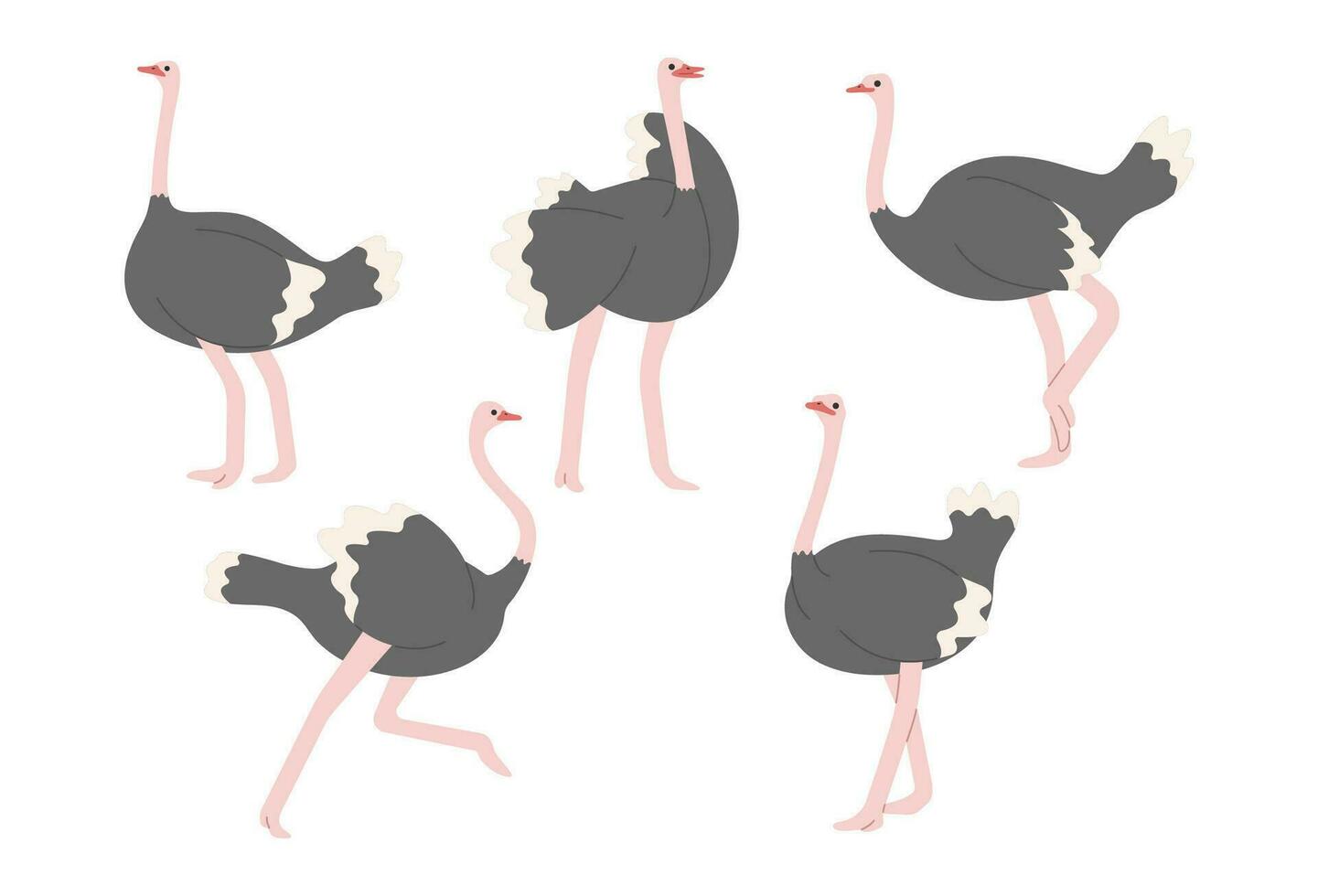 Cute ostrich group vector