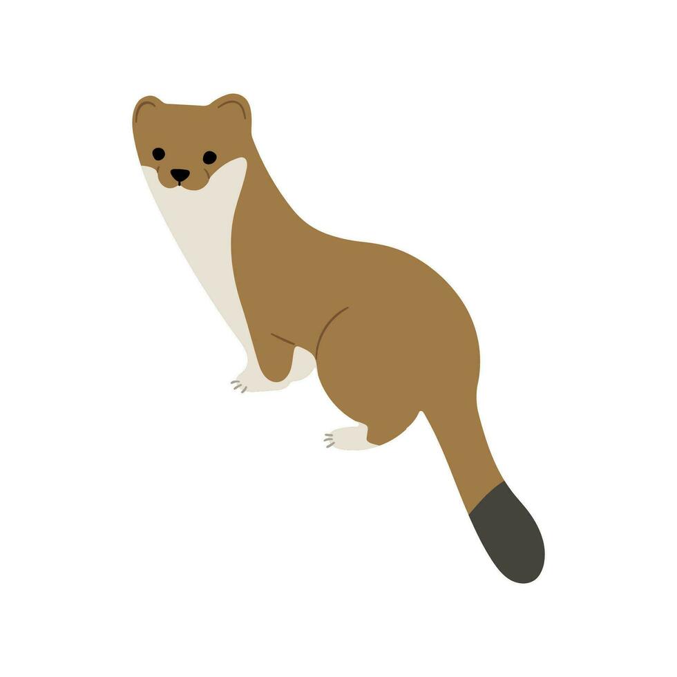 Stoats,ermine and weasels single vector