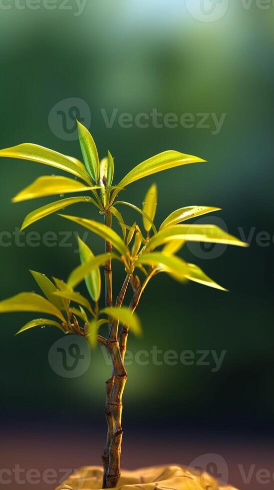 Bonsai bamboo tree tree background. AI Generated photo