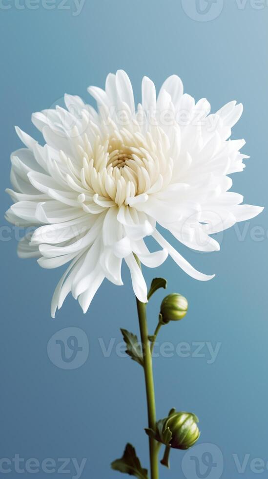 Chrysanthemum flower blurred background. photo