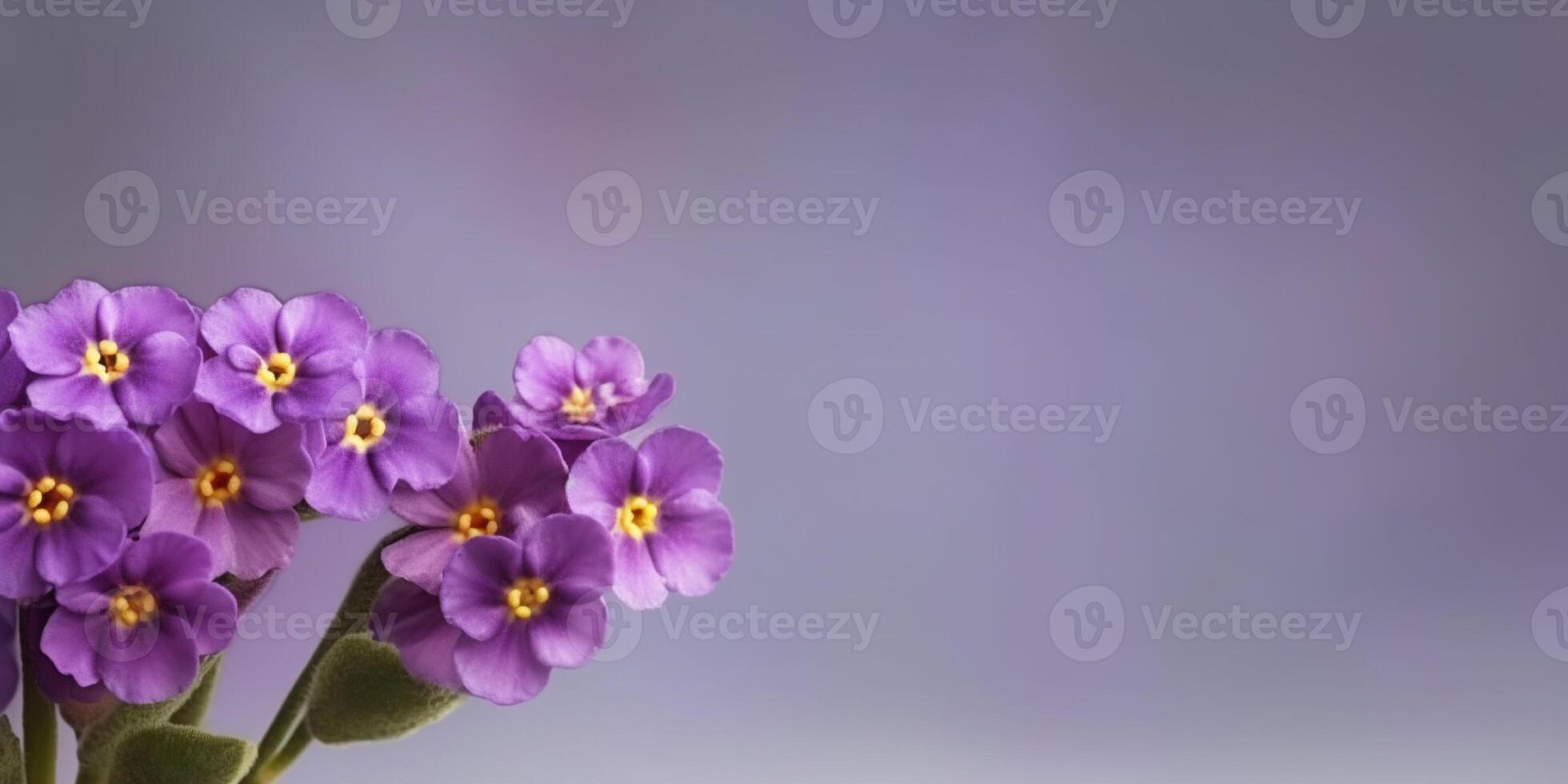 Beauty primula flower, garden decoration, copy space blurred background, photo