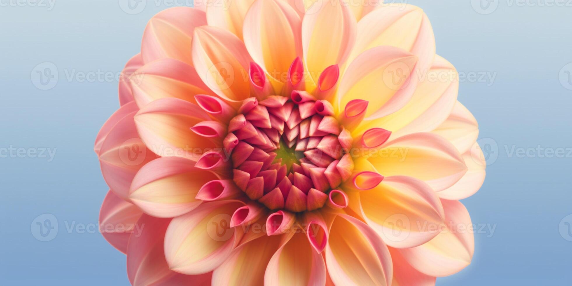 Dahlia flower copy space background. photo