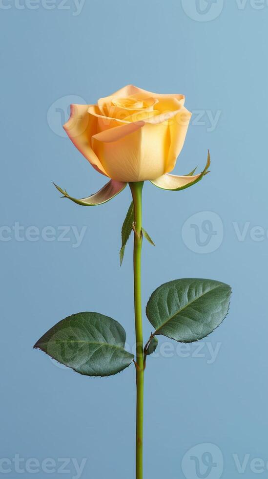 Yellow rose flower copy space blurred background. photo